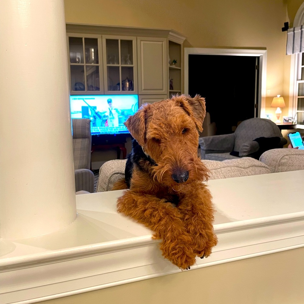 Meet your Posher, Holly